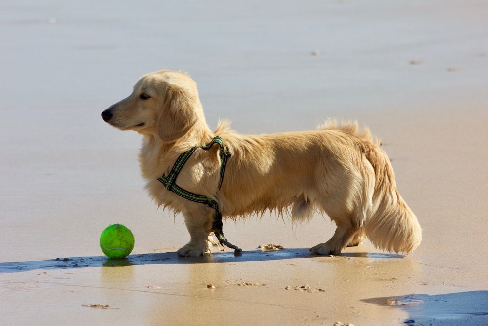 Why English Cream Long Haired Dachshunds Are So Rare & Loved — free download