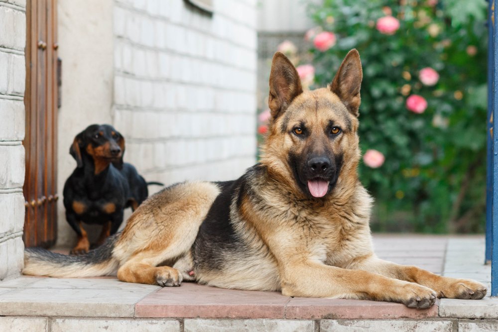 Shepherd-Dachshund Mix Personality: Bold or Bossy?